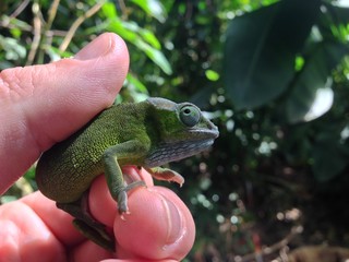 Petit caméléon dans la main