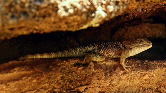 Lizard under rock