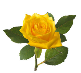 Obraz premium single beautiful yellow rose