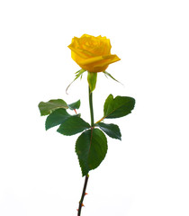 single beautiful  yellow rose