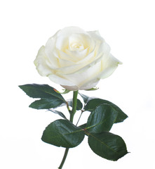 Fototapeta premium pojedyncza biała róża