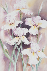 Original watercolour, white irises.