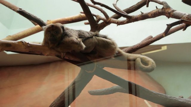 Monkey behind glass