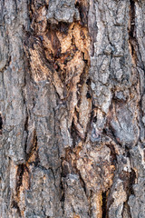 Trunk wood background