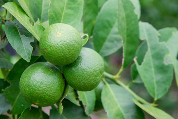 Thai green lemon Tree.