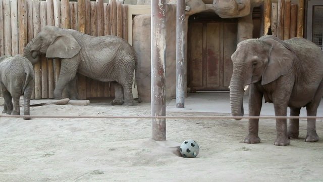 Elephant family at zoo