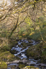 Stream in Woodland