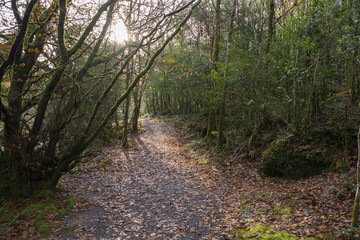 Fototapeta premium Woodland Pathway