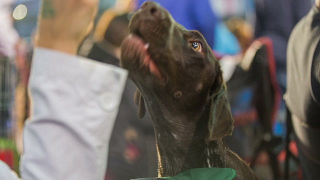 Owner playing with brown dog
