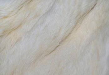 white fur texture background