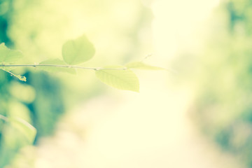 Hintergrund Natur - vintage