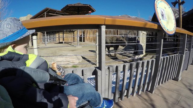 boy in stroller watches elephant do tricks at zoo