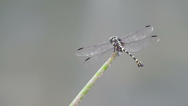 Clubtail Images – Parcourir 234 le catalogue de photos, vecteurs et ...