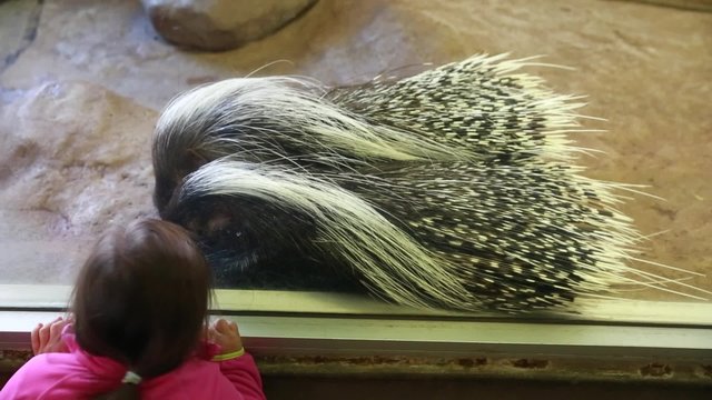 little girl looking at porcupine
