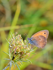 Butterfly on a flower