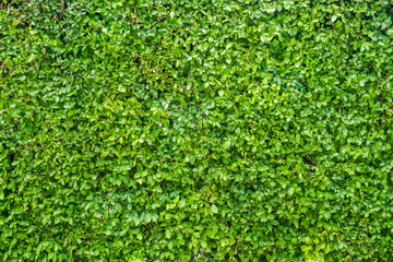 Green leaves wall background