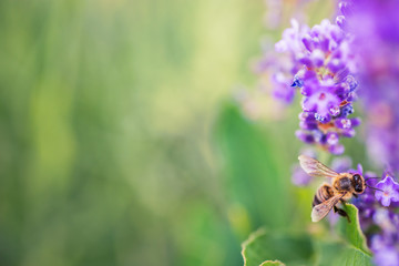 Wild bee on Lavender