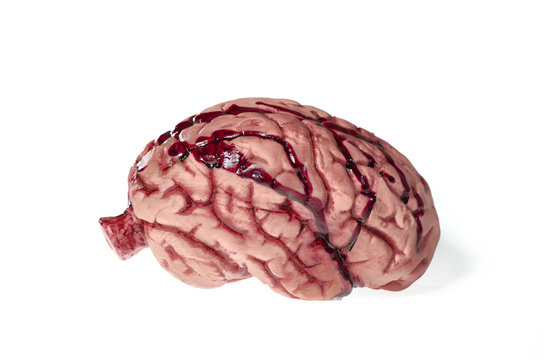 Brain isolated against white