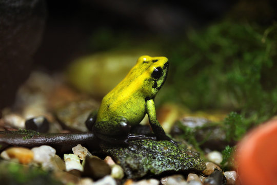 Golden poison frog (Phyllobates terribilis).