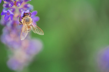 Wild bee on Lavender