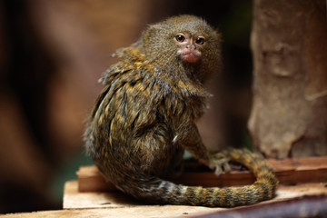 Pygmy marmoset (Cebuella pygmaea).
