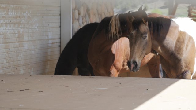 Beautiful horses at a ranch