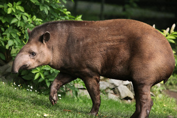 South American tapir (Tapirus terrestris). - obrazy, fototapety, plakaty