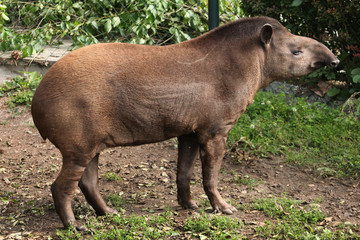 South American tapir (Tapirus terrestris).