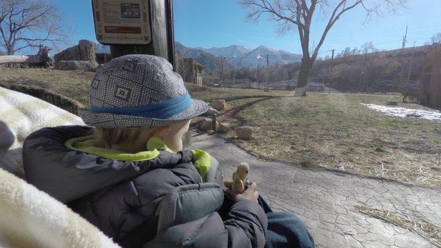 mother and a toddler in stroller looking at lions in zoo 4k