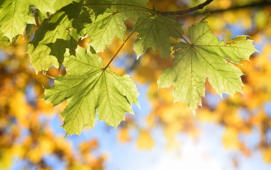 Vintage autumnal leaves with trendy back light