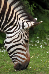Hartmann's mountain zebra (Equus zebra hartmannae).