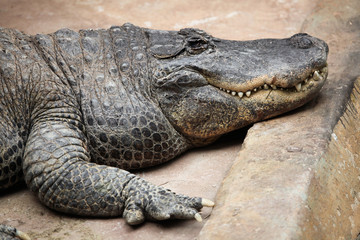 American alligator (Alligator mississippiensis).