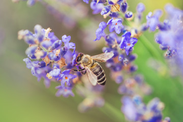 Wild bee on Lavender