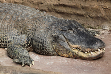 American alligator (Alligator mississippiensis).