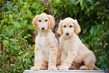 two adorable afghan hound puppies sitting together outdoors © otsphoto