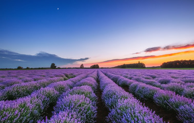 Fototapeta na wymiar Sunrise and dramatic clouds over Lavender Field