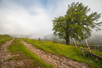 Misty morning in the Carpathians