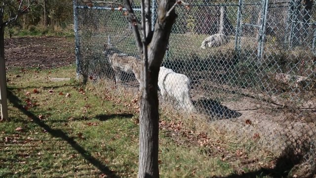 wolves in the zoo