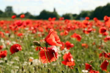 Obraz premium Mohnblumen