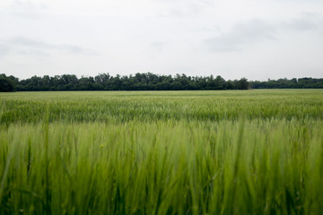 Fototapeta premium Field of green barley. Barley has just launched the ear. 