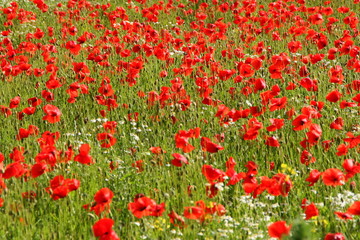 Naklejka premium Mohnblumenfeld