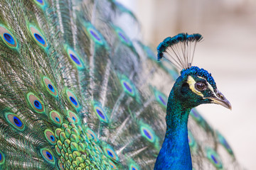 Obraz premium Portrait of beautiful peacock with open tail