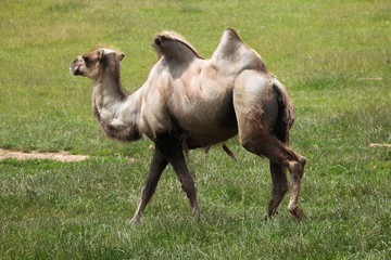 Bactrian camel (Camelus bactrianus).