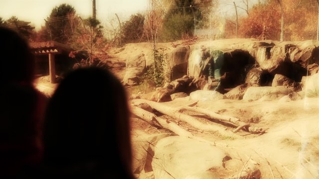 families watching grizzly bear at the zoo