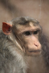 Bonnet macaque (Macaca radiata).