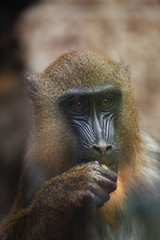 Mandrill (Mandrillus sphinx).