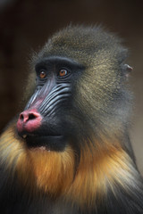 Mandrill (Mandrillus sphinx).