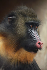 Mandrill (Mandrillus sphinx).