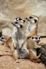 Meerkat (Suricata suricatta), also known as the suricate.