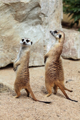 Meerkat (Suricata suricatta), also known as the suricate.